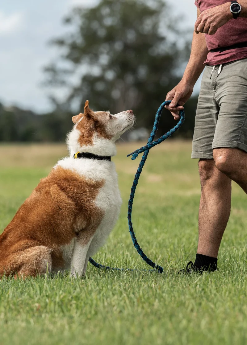 Tim training a dog one-on-one
